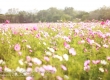 พาเที่ยว จิมทอมสัน ฟาร์ม 2557 (Jim Thompson Farm) สวนดอกไม้สวยๆ ปักธงชัย นครราชสีมา 