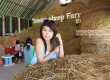 Swiss Sheep Farm ฟาร์มแกะ หัวหิน ชะอำ