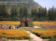 พาเที่ยว จิมทอมสัน ฟาร์ม 2557 (Jim Thompson Farm) สวนดอกไม้สวยๆ ปักธงชัย นครราชสีมา 