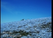 พาชมดอกนีโมฟีล่า ที่ Hitachi Seaside Park จ.อิบารากิ 