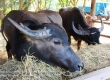 พาเที่ยว จิมทอมสัน ฟาร์ม 2557 (Jim Thompson Farm) สวนดอกไม้สวยๆ ปักธงชัย นครราชสีมา 