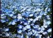 พาชมดอกนีโมฟีล่า ที่ Hitachi Seaside Park จ.อิบารากิ 