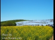 พาชมดอกนีโมฟีล่า ที่ Hitachi Seaside Park จ.อิบารากิ 