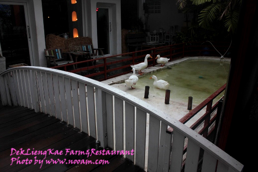 รีวิว ร้านอาหารเด็กเลี้ยงแกะ @ เลียบด่วนรามอินทรา-ลาดพร้าว71 บรรยากาศดี อาหารอร่อย ดนตรีสดเพราะ