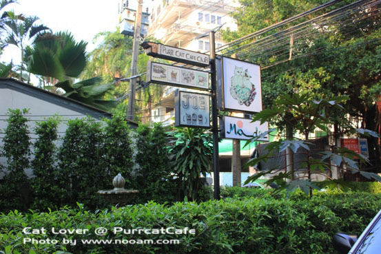 Purr Cat Cafe Club คาเฟ่สำหรับคนรักแมว เค้กอร่อย รับอาบน้ำแมวด้วย ตั้งอยู่ในซอยสุขุมวิท53 เจ้าของคือ คุณเพชร