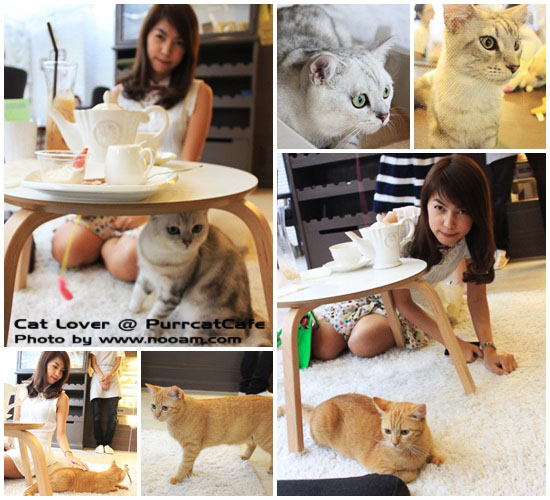 รีวิว Purr Cat Cafe Club คาเฟ่สำหรับคนรักแมว เค้กอร่อย รับอาบน้ำแมวด้วย ตั้งอยู่ในซอยสุขุมวิท53 เจ้าของคือ คุณเพชร