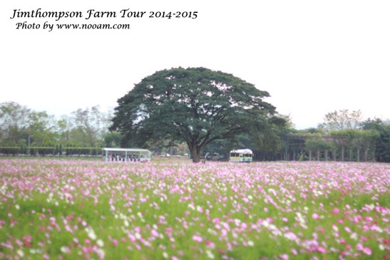 พาเที่ยว จิมทอมสัน ฟาร์ม 2557 (Jim Thompson Farm) วังน้ำเขียว ปักธงชัย นครราชสีมา