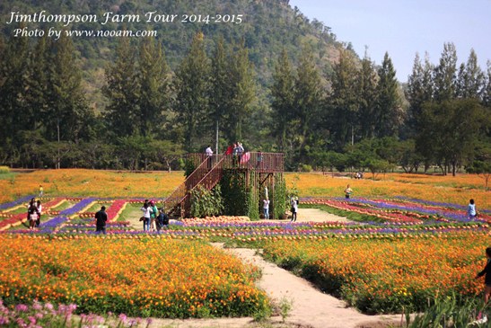 พาเที่ยว จิมทอมสัน ฟาร์ม 2557 (Jim Thompson Farm) วังน้ำเขียว ปักธงชัย นครราชสีมา ลานฟักทองและทุ่งวงกต