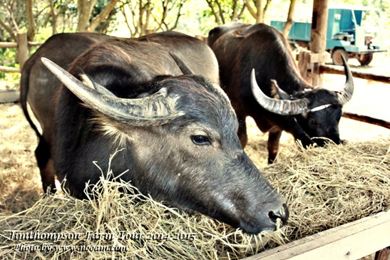 พาเที่ยว จิมทอมสัน ฟาร์ม 2557 (Jim Thompson Farm) วังน้ำเขียว ปักธงชัย นครราชสีมา