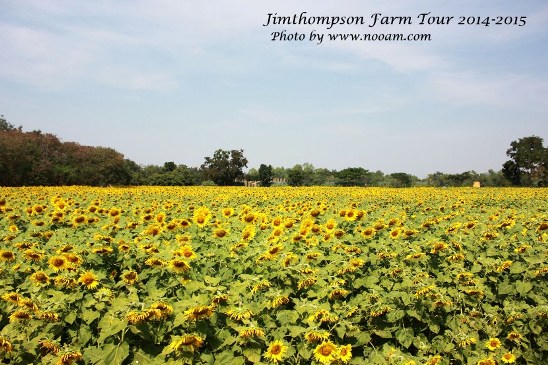 พาเที่ยว จิมทอมสัน ฟาร์ม 2557 (Jim Thomson Farm) วังน้ำเขียว ปักธงชัย นครราชสีมา