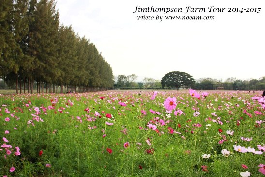 พาเที่ยว จิมทอมสัน ฟาร์ม 2557 (Jim Thompson Farm) วังน้ำเขียว ปักธงชัย นครราชสีมา