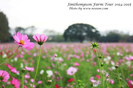 พาเที่ยว จิมทอมสัน ฟาร์ม 2557 (Jim Thompson Farm) วังน้ำเขียว ปักธงชัย นครราชสีมา