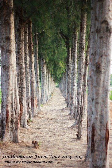 พาเที่ยว จิมทอมสัน ฟาร์ม 2557 (Jim Thompson Farm) วังน้ำเขียว ปักธงชัย นครราชสีมา